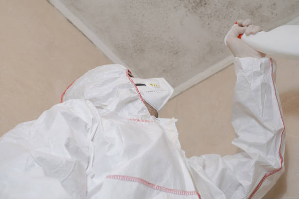 Best Same-Day Mold Removal  in Spindale, NC